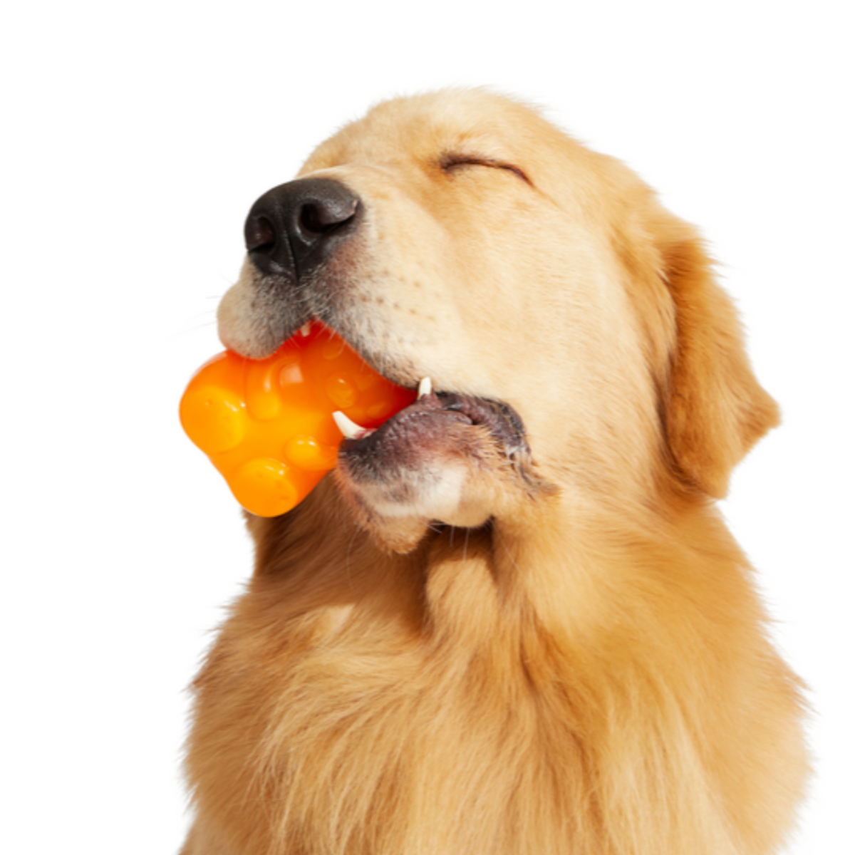 Munchie the Bear Super Chewer Durable Multi-Part + Enrichment Dog Toy