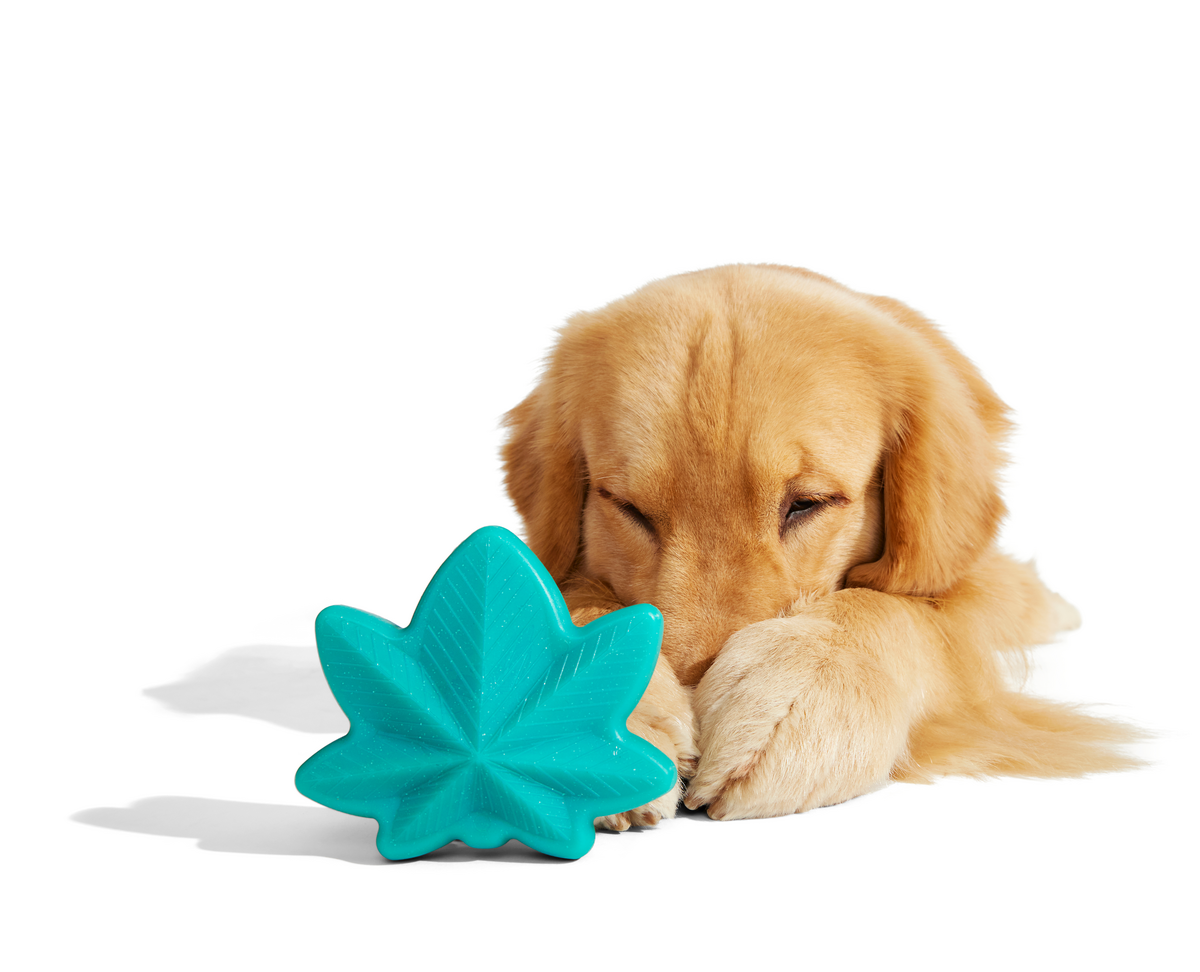 Mighty Juana Super Chewer Durable Gnaw Dog Toy