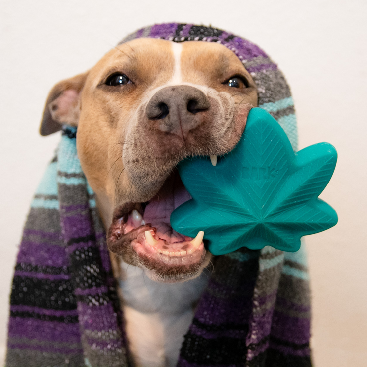 Mighty Juana Super Chewer Durable Gnaw Dog Toy