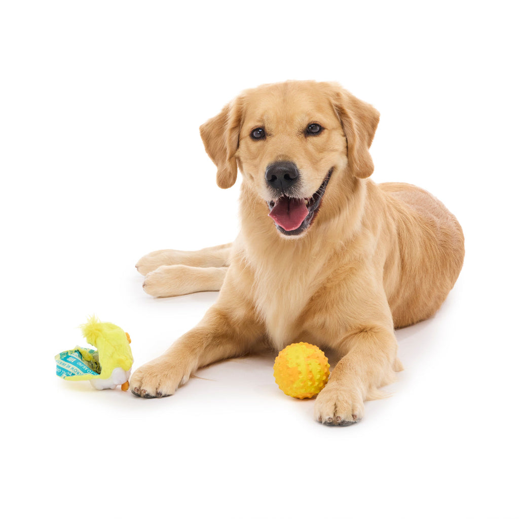 Chuck the Chick Durable Super Chewer 2-in-1 Rip and Reveal + Fetch Dog Toy