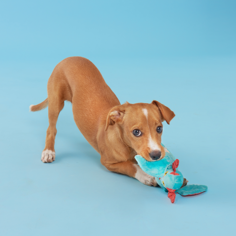 Grimbold the Dragon Plush Tug Dog Toy