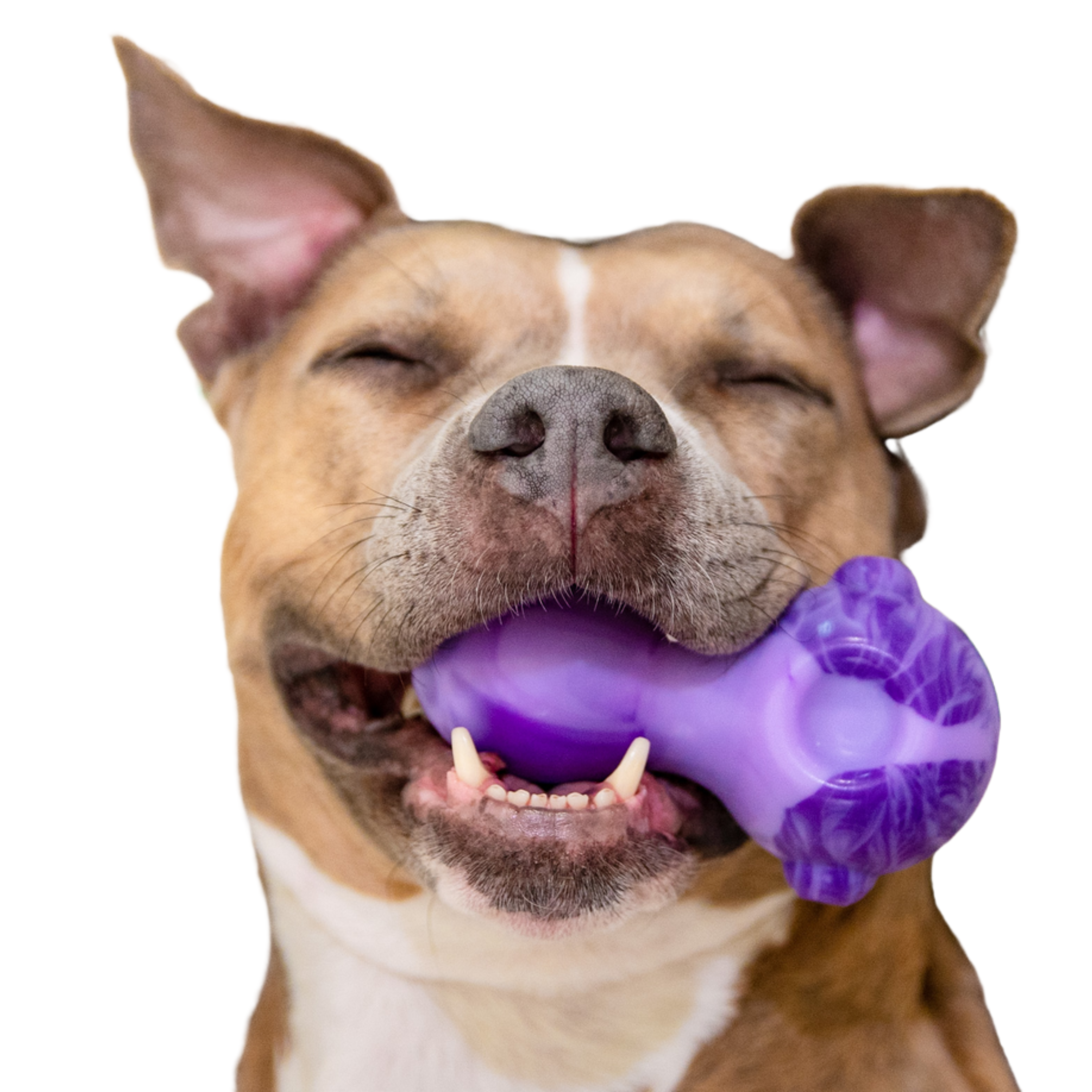 Dog Bowl Super Chewer Durable Gnaw Dog Toy