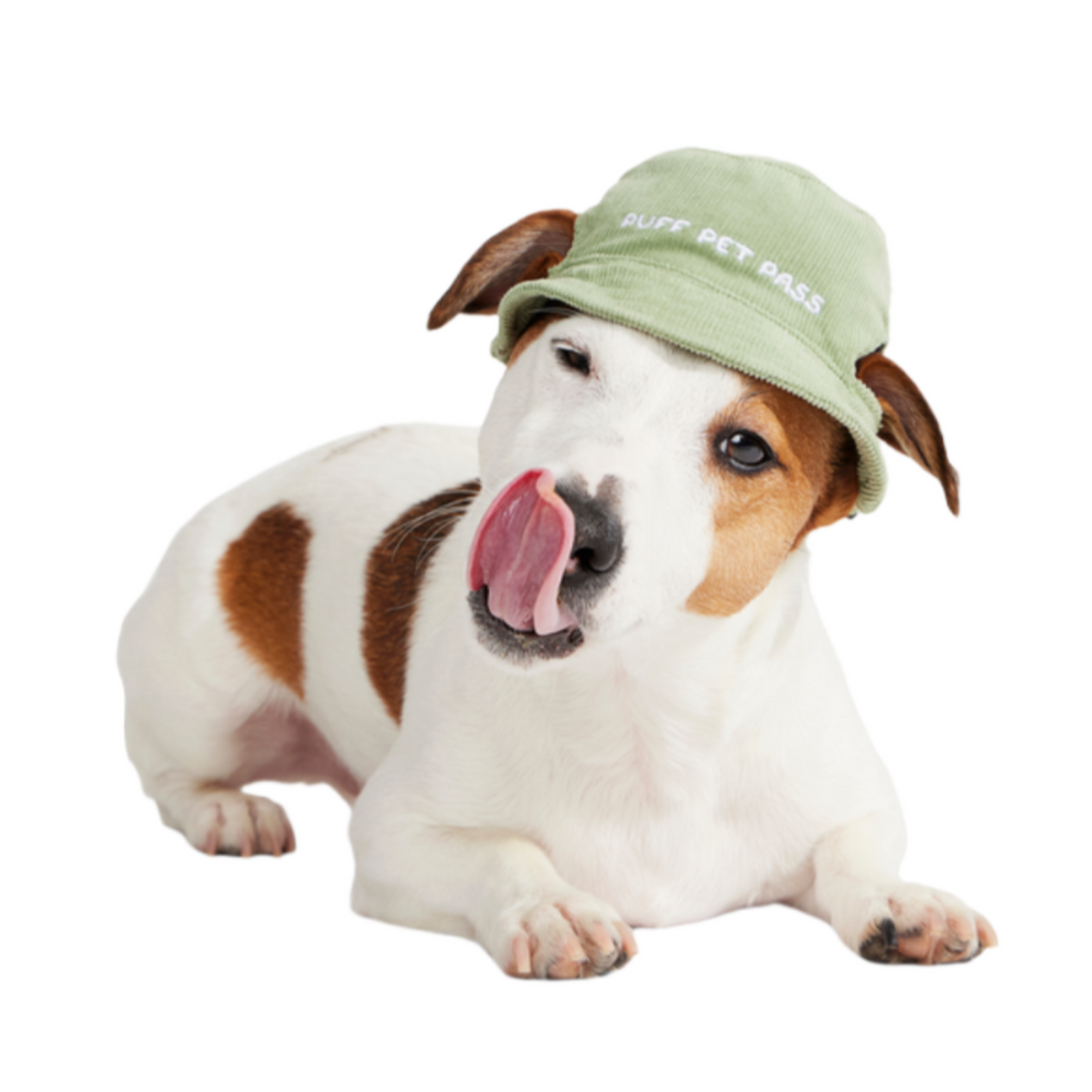 Blunt Hound Bucket Dog Hat