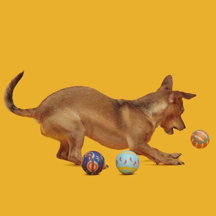 Fetch Mex Tennis Balls Multi-Part + Fetch Dog Toy
