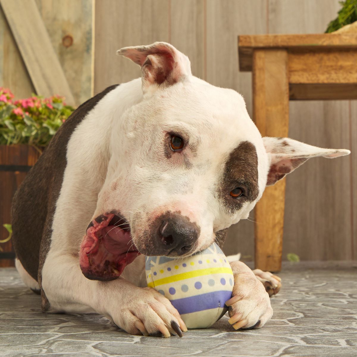 Beaster Egg Super Chewer Durable 2-in-1 Purple Dog Toy