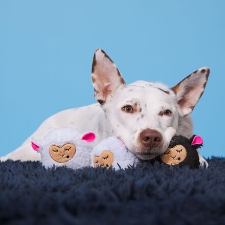 Baa Baa Bark Sheep Plush Multi-Part + Fetch Dog Toy