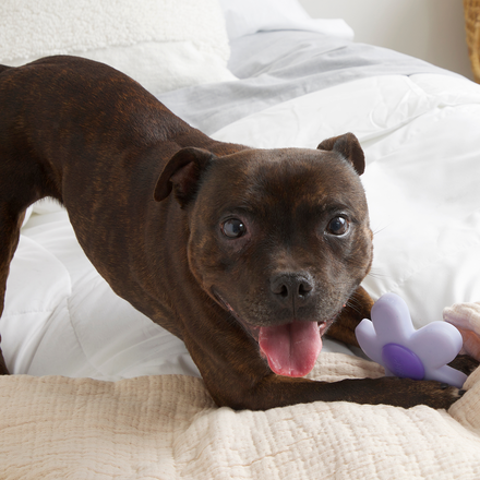 Power Flower Super Chewer Durable Gnaw Dog Toy