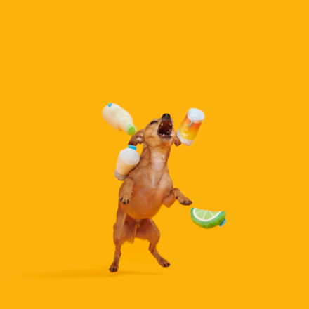 One Tugquila Chew Tugquila Plush Multi-Part Dog Toy