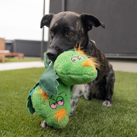 Hydropawnic Buds Plush Tug Dog Toy