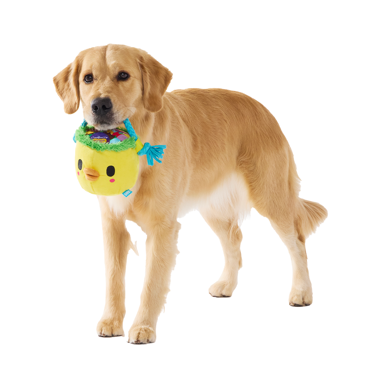 Chicky's Easter Candy Plush Tug Dog Toy
