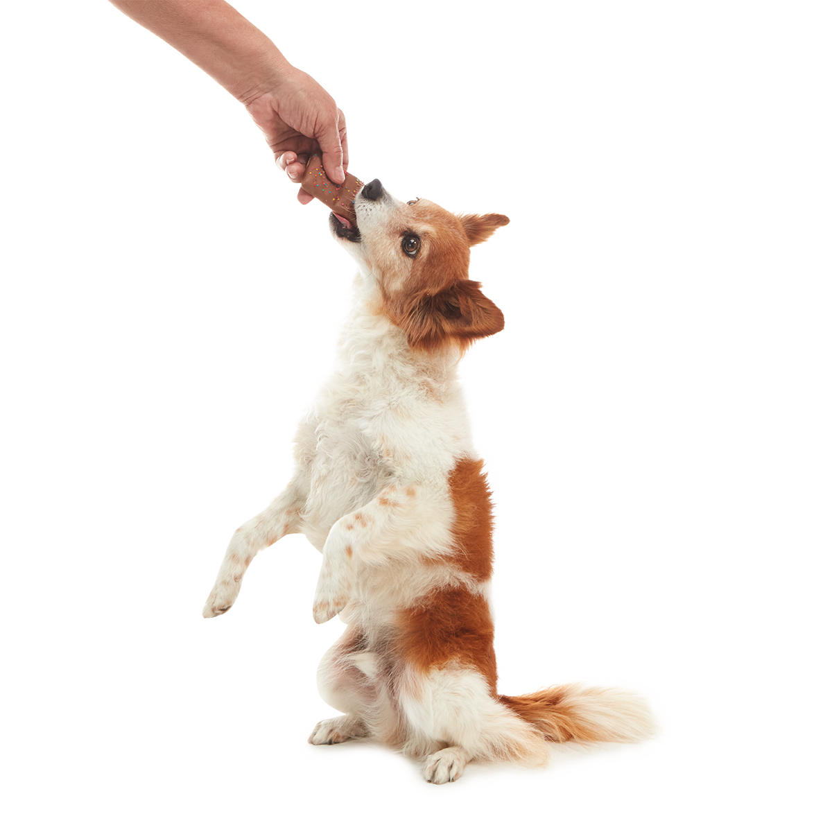 Cosmutt Brownie Crunchy Dog Cookie