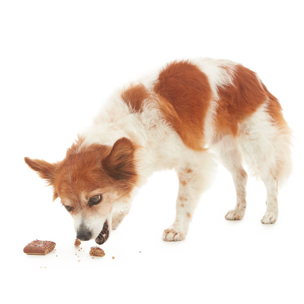 Cosmutt Brownie Crunchy Dog Cookie