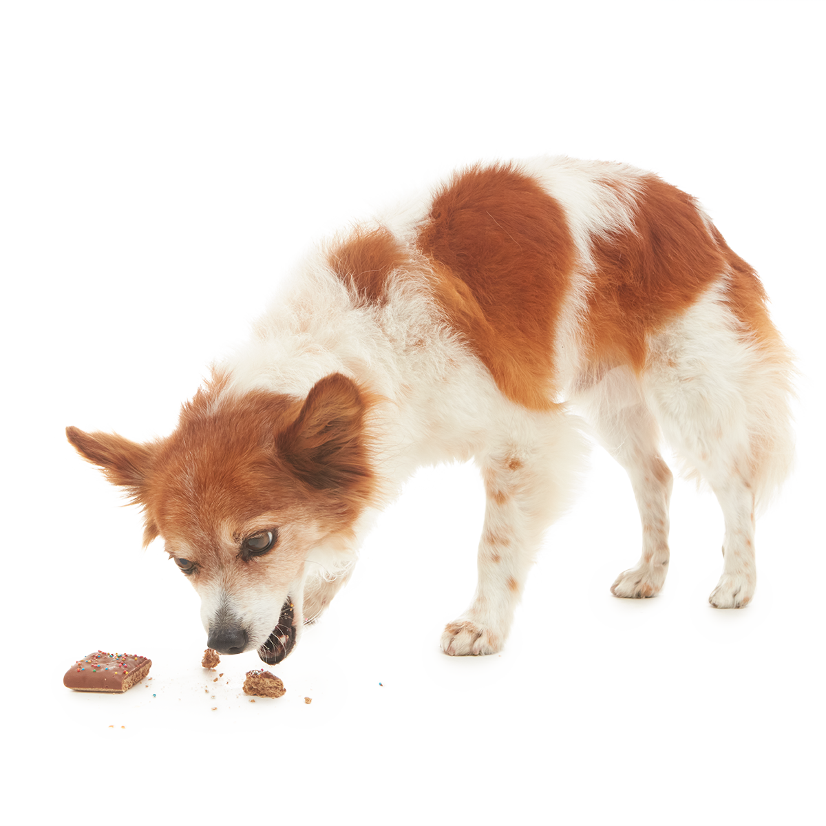 Cosmutt Brownie Crunchy Dog Cookie