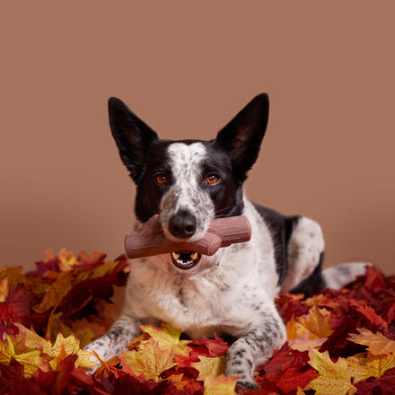 Fall Fetch Stick Super Chewer Durable Dog Toy