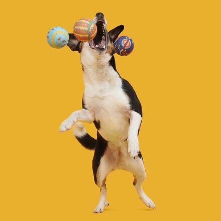 Fetch Mex Tennis Balls Multi-Part + Fetch Dog Toy