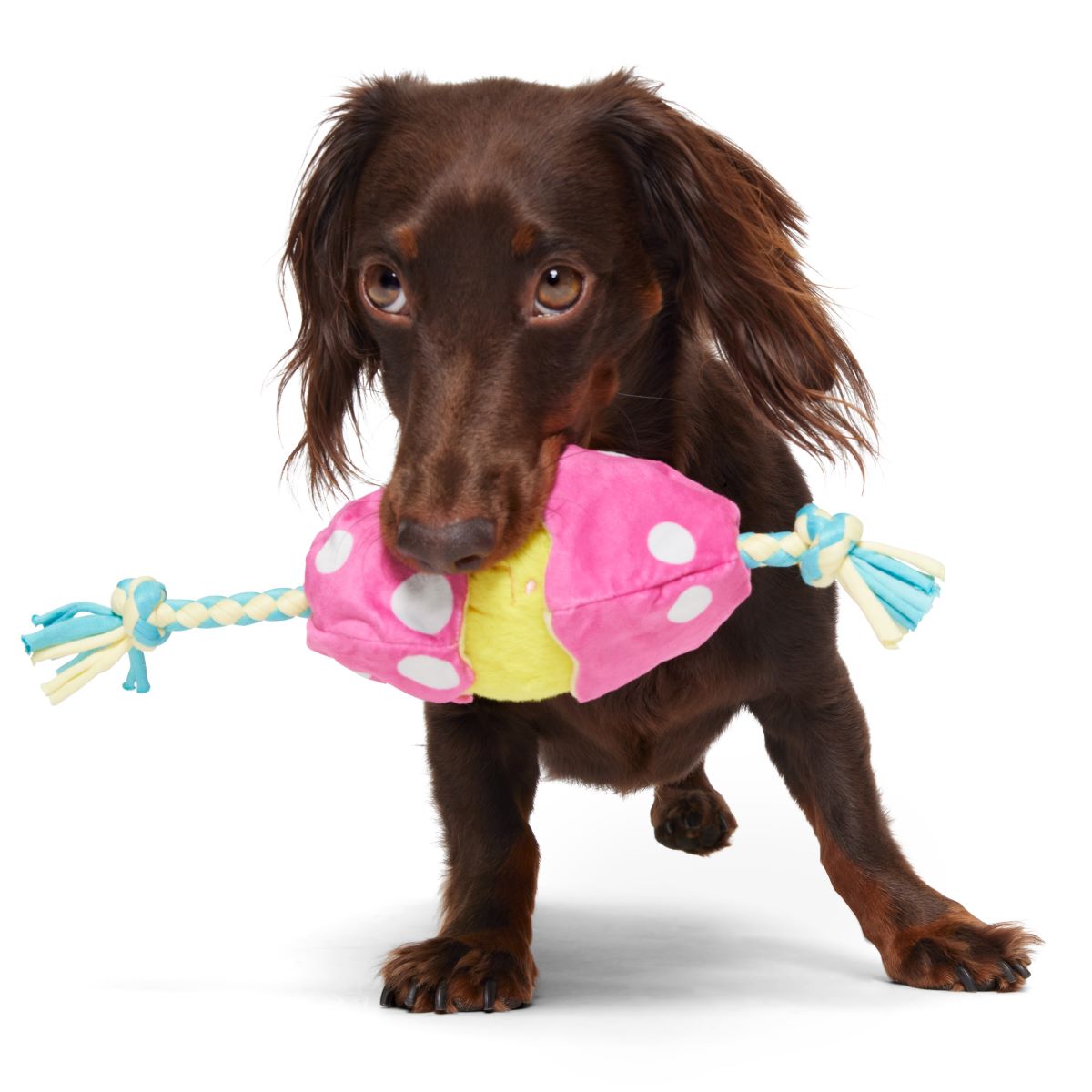 Peep-A-Bird Plush Tug Dog Toy