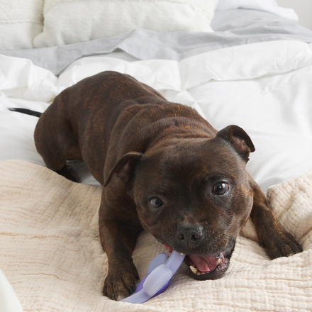 Power Flower Super Chewer Durable Gnaw Dog Toy