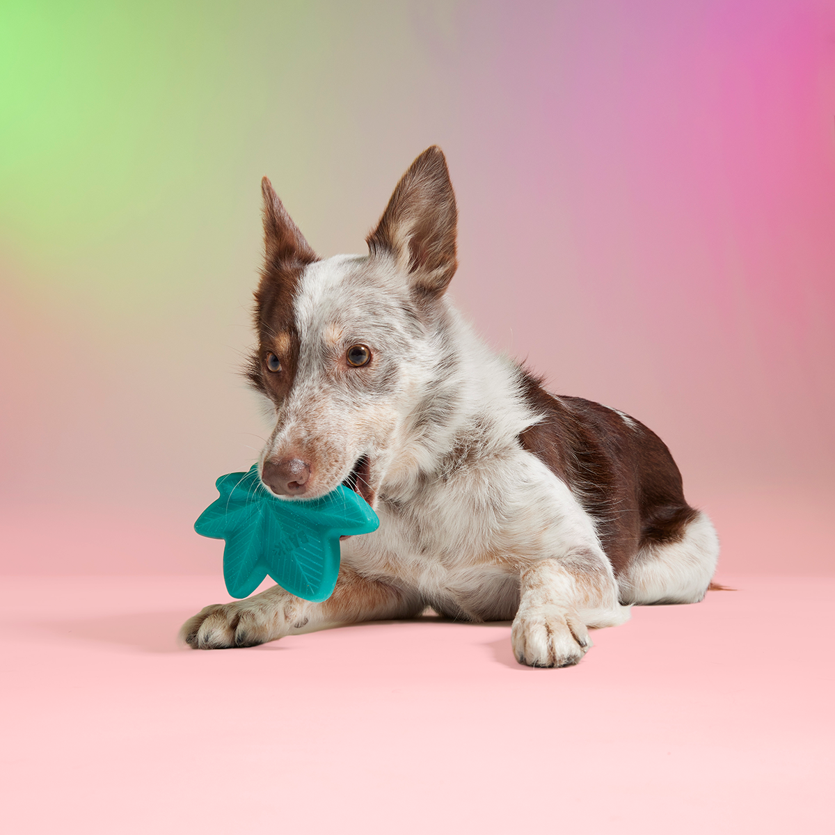 Mighty Juana Super Chewer Durable Gnaw Dog Toy