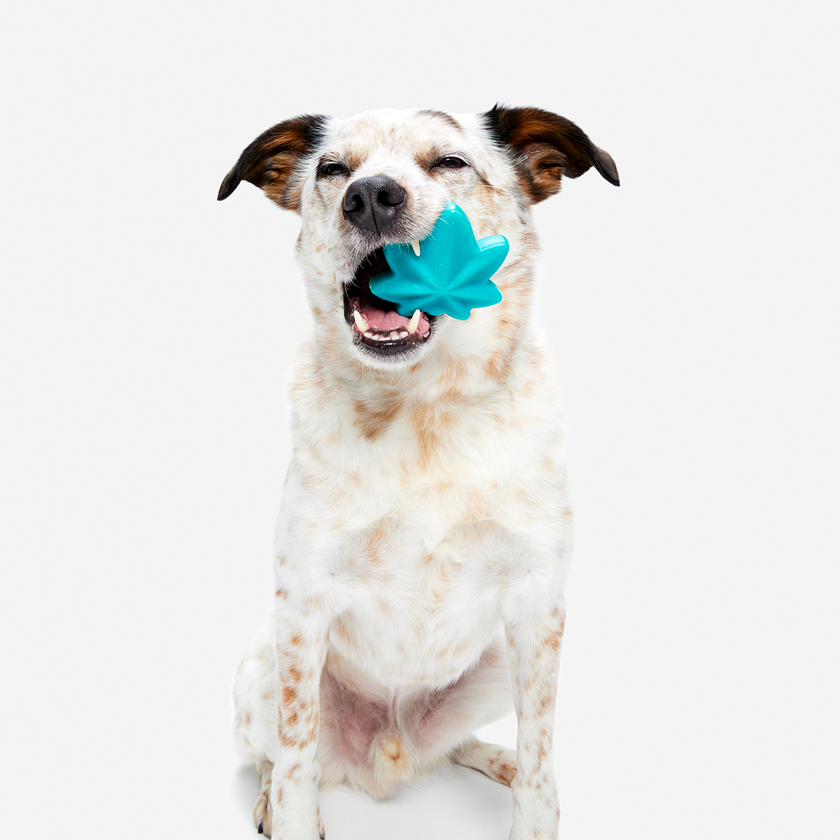 Mighty Juana Super Chewer Durable Gnaw Dog Toy